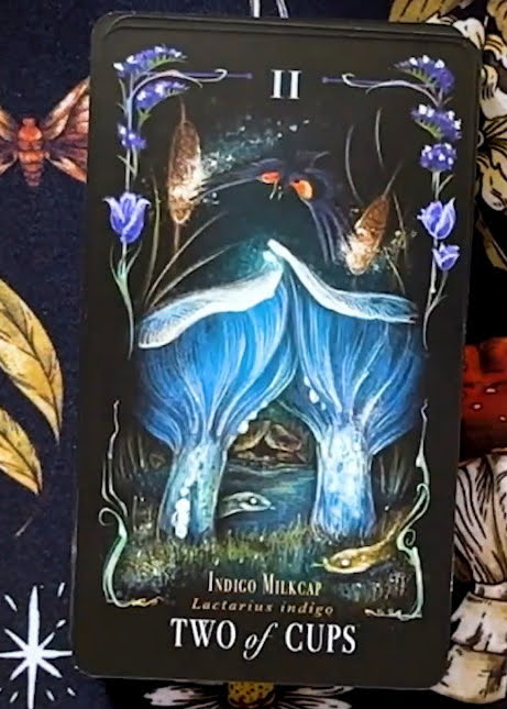 Midnight Magic: A Tarot Deck of Mushrooms